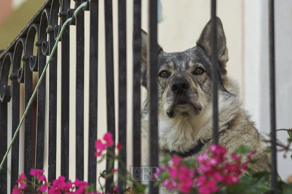 rex_aus_dem_balkon