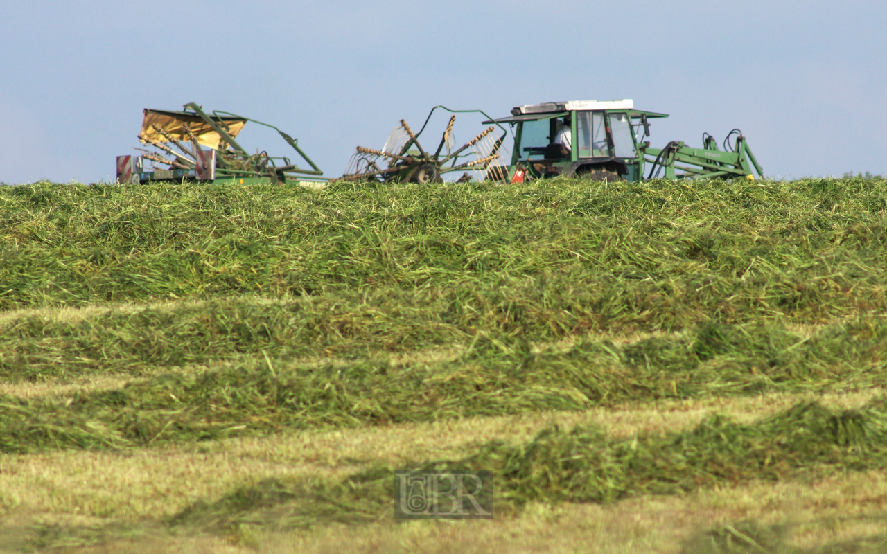 feld_wiese_gemäht_03