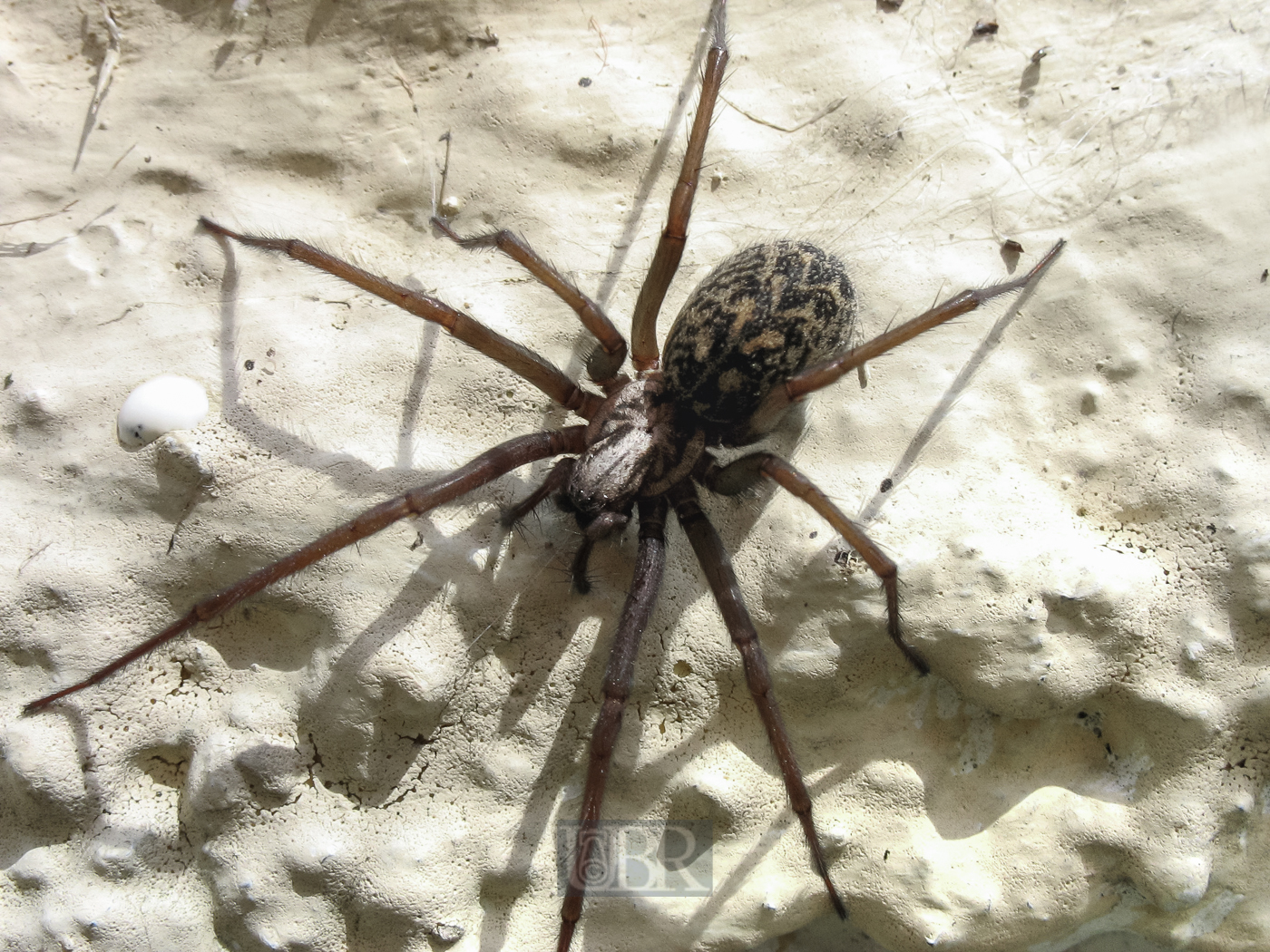 spinne_im_sonnenlicht_611