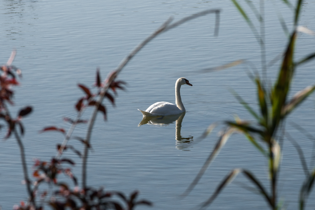 Auf dem Isar-Altwasser bei Plattling