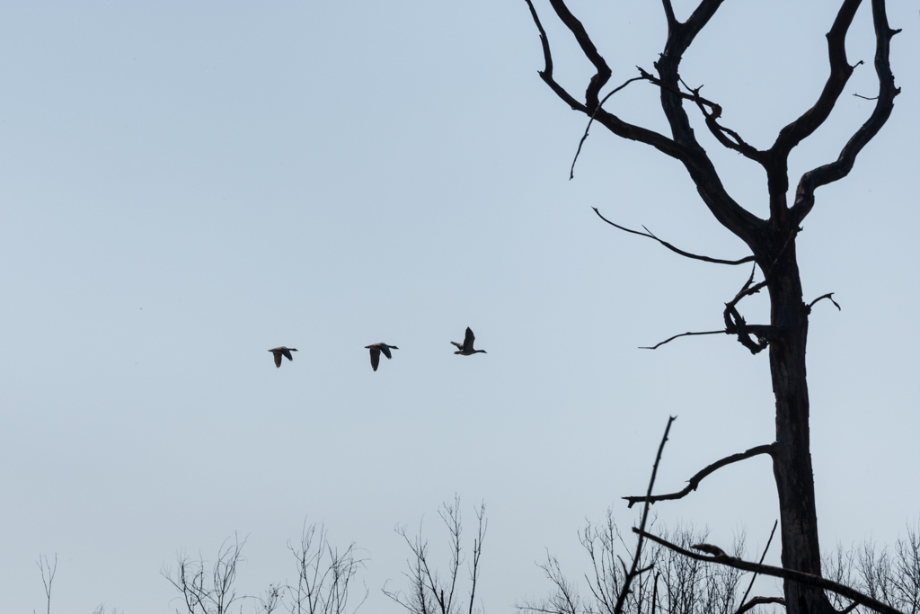 Gänseflug