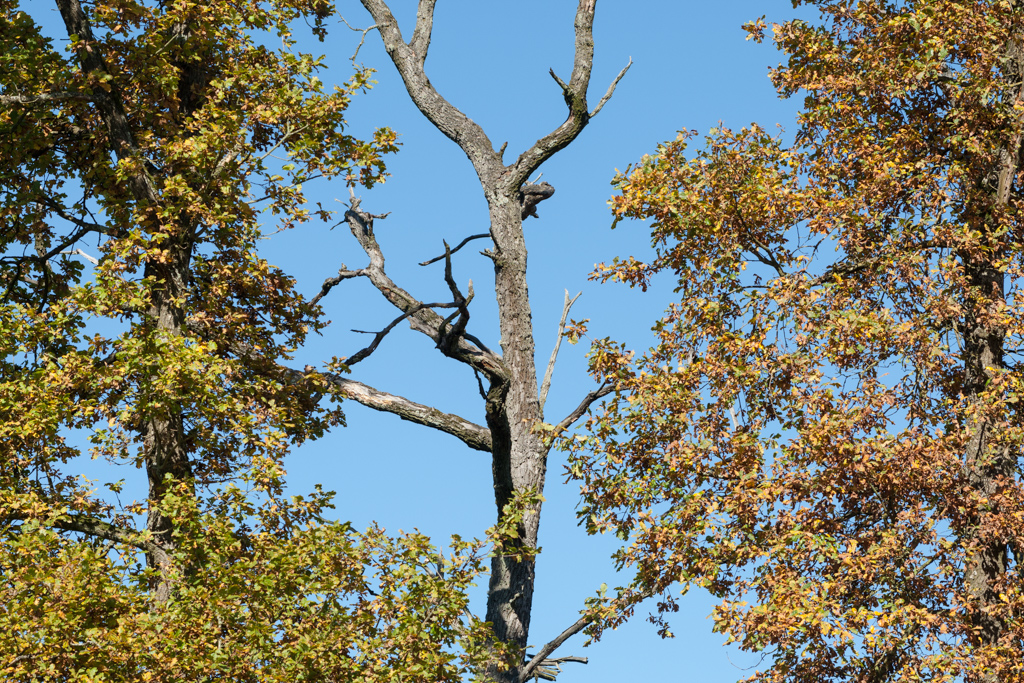 Altholz und mehr