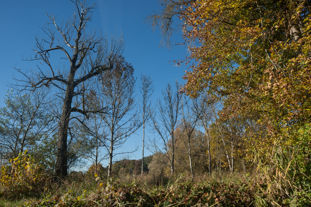 In den Amperauen - Altwasser bei Palzing