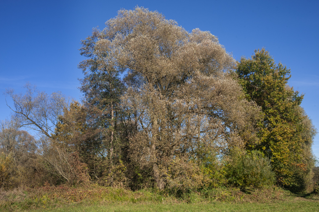 In den Amperauen - Altwasser bei Palzing