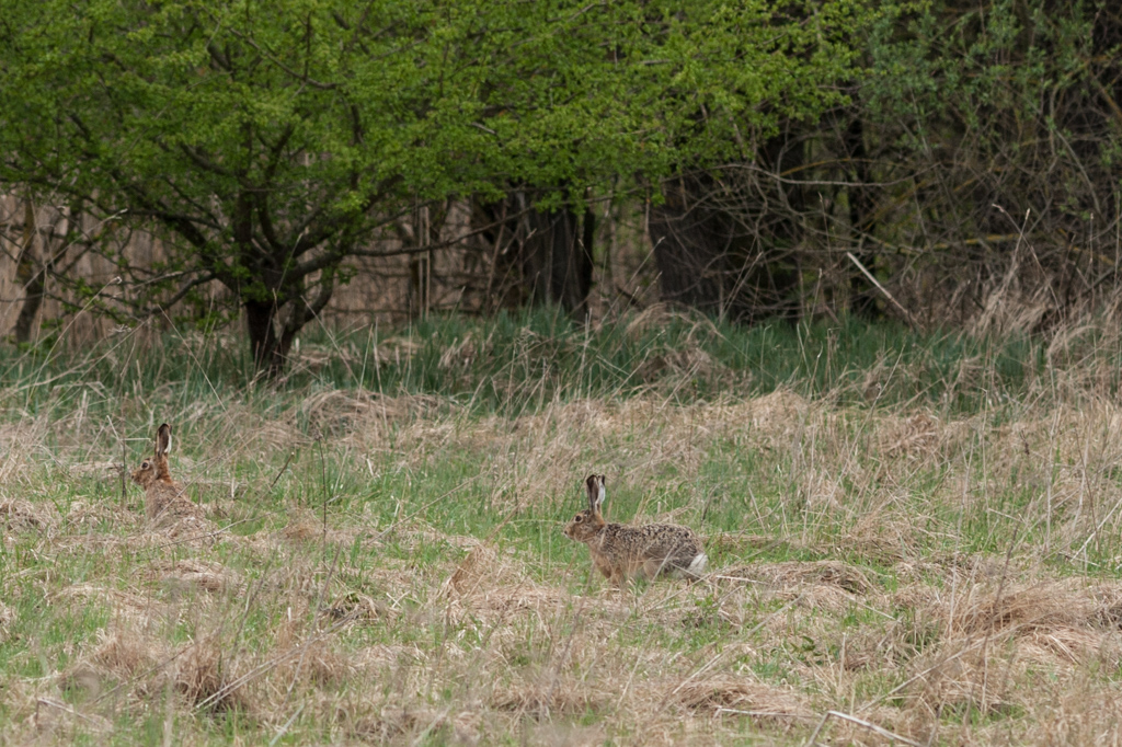 (Oster-)Hase