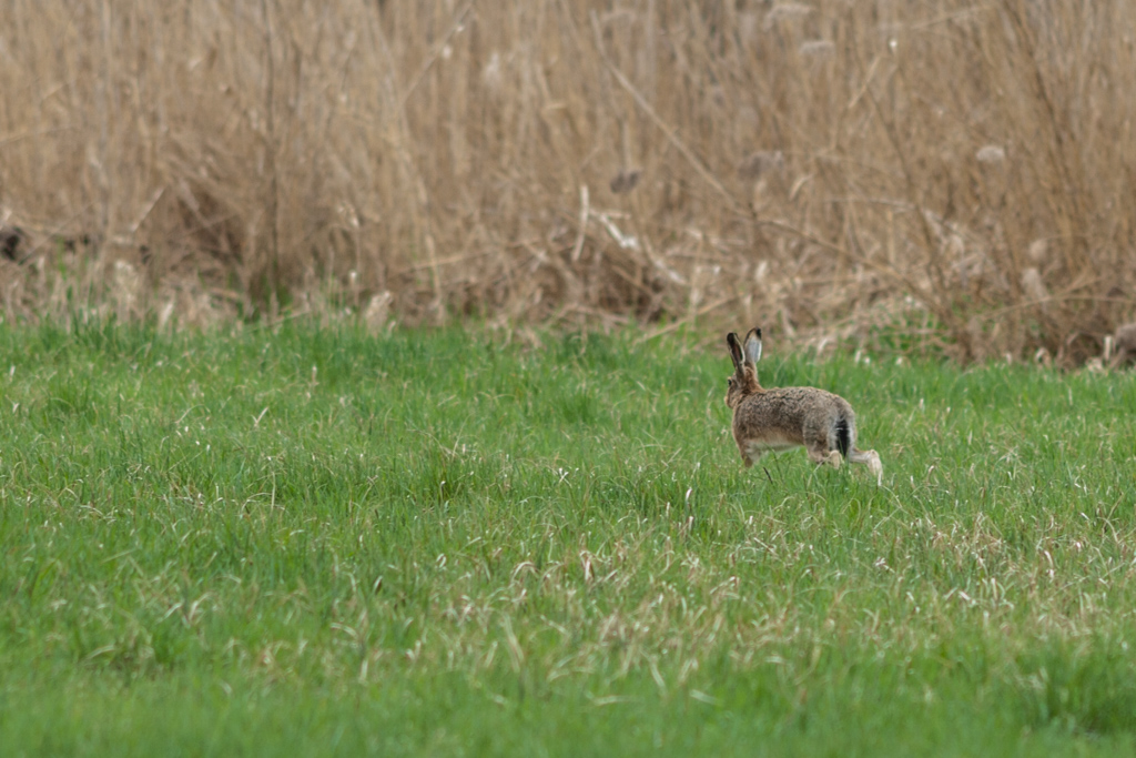 (Oster-)Hase