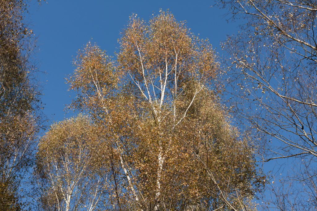 Birken im Zengermoos - bei Eichenried