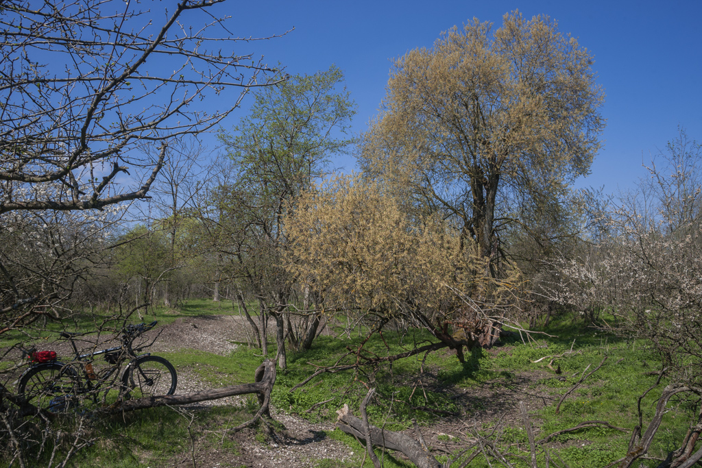 Auwälder an der Isar - bei Dietersheim