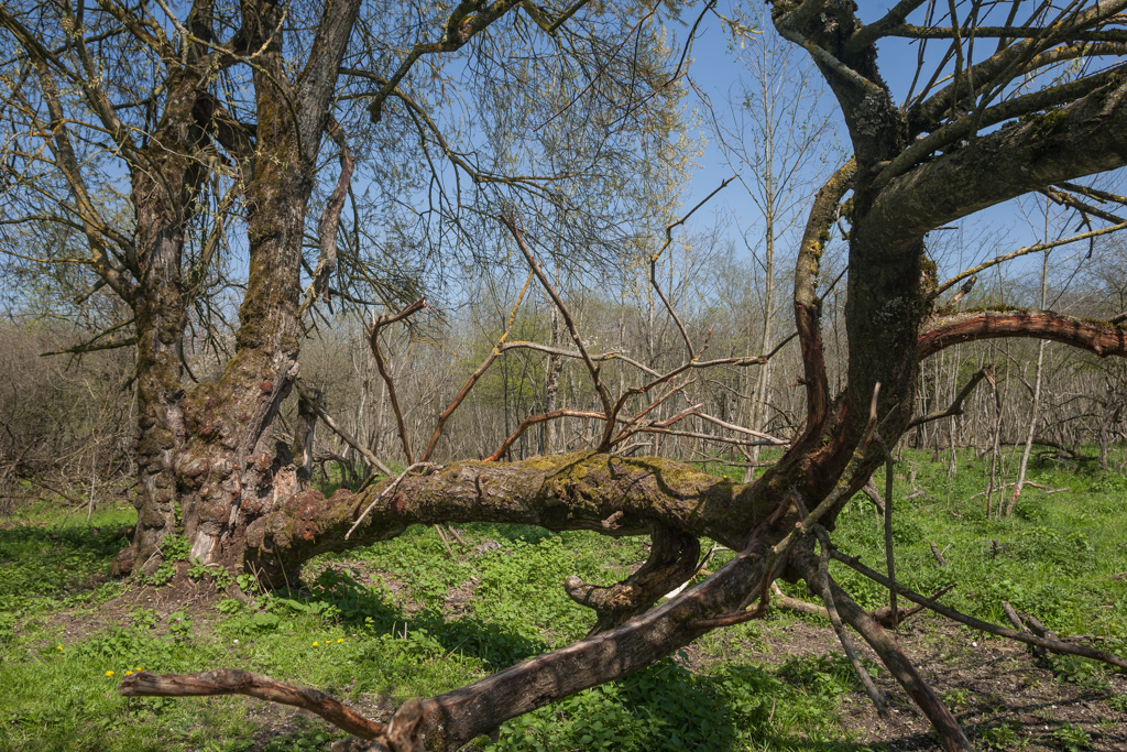 Auwälder an der Isar - bei Dietersheim