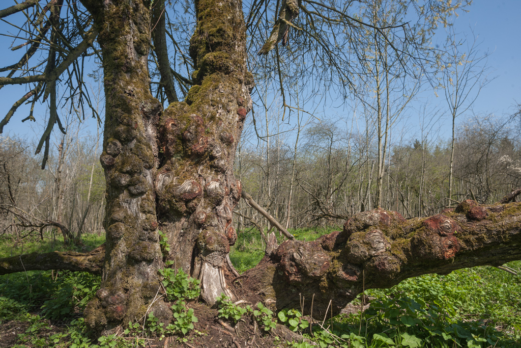 Auwälder an der Isar - bei Dietersheim