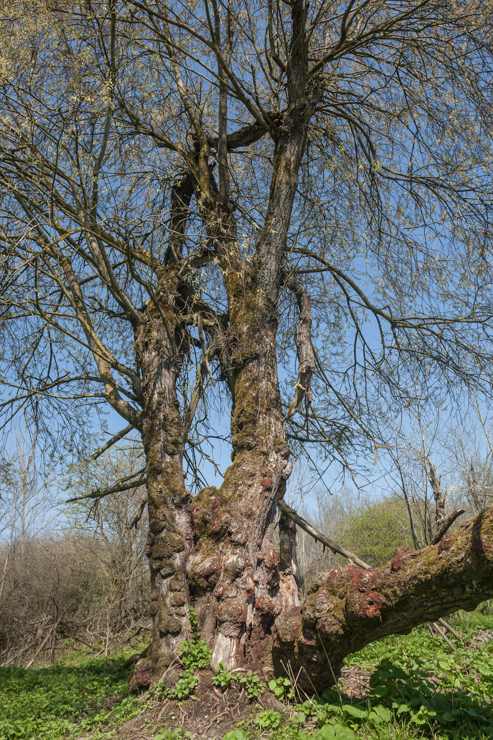 Auwälder an der Isar - bei Dietersheim