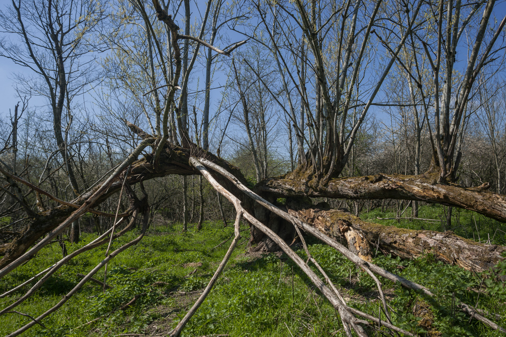 Auwälder an der Isar - bei Dietersheim