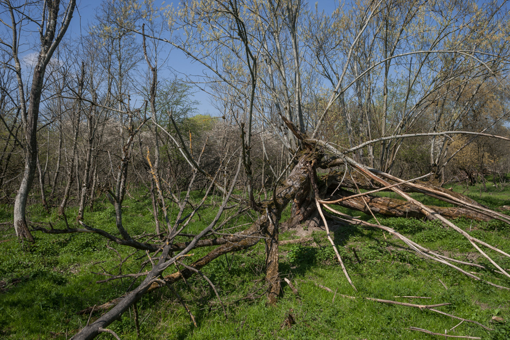 Auwälder an der Isar - bei Dietersheim