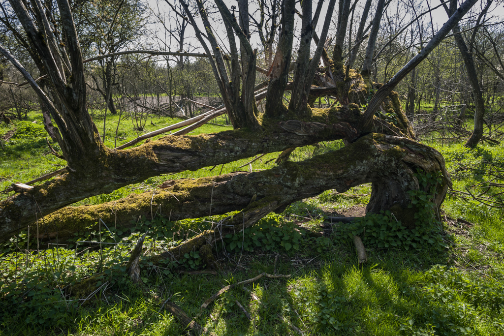 Auwälder an der Isar - bei Dietersheim