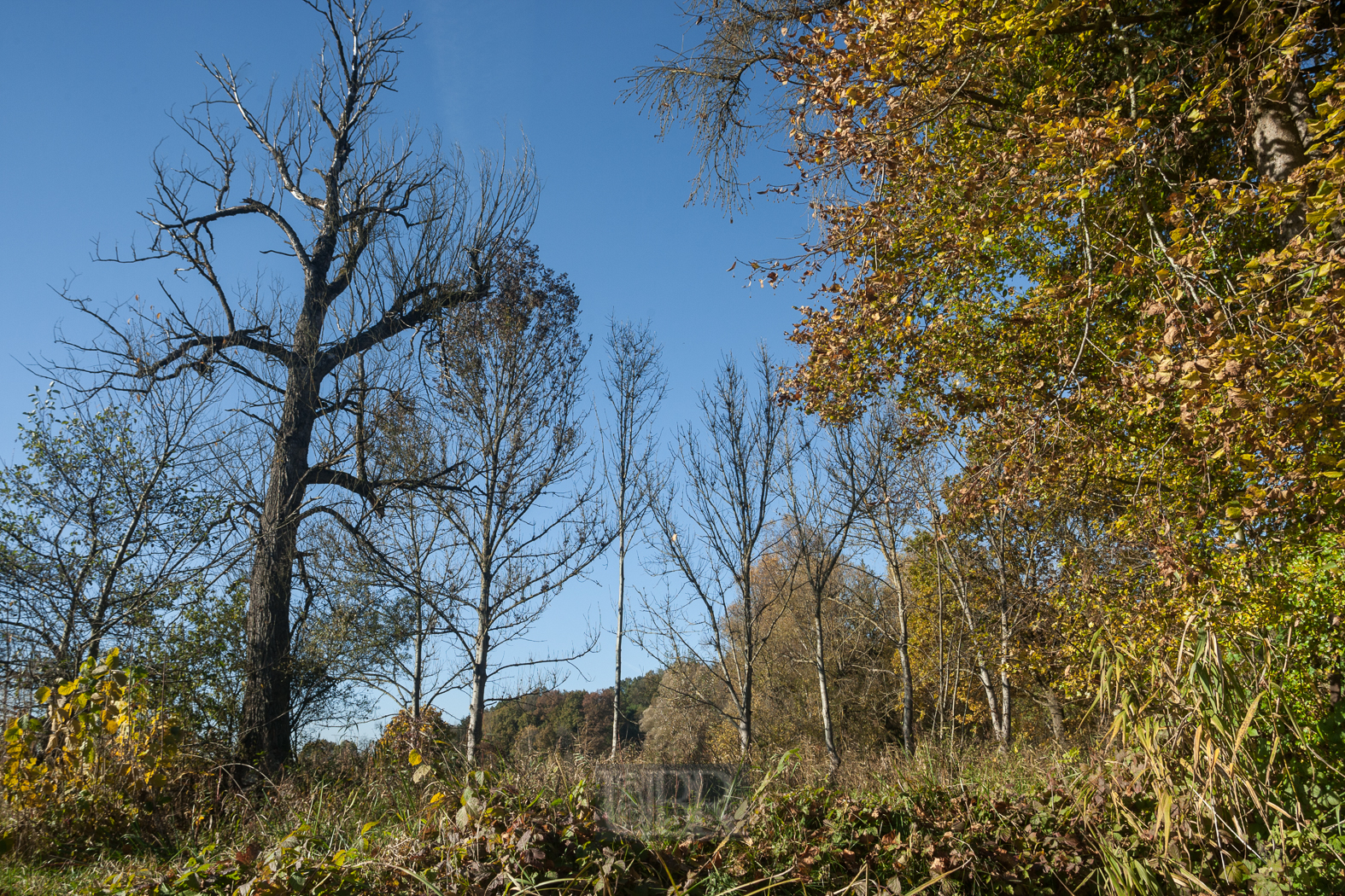 In den Amperauen - Altwasser bei Palzing