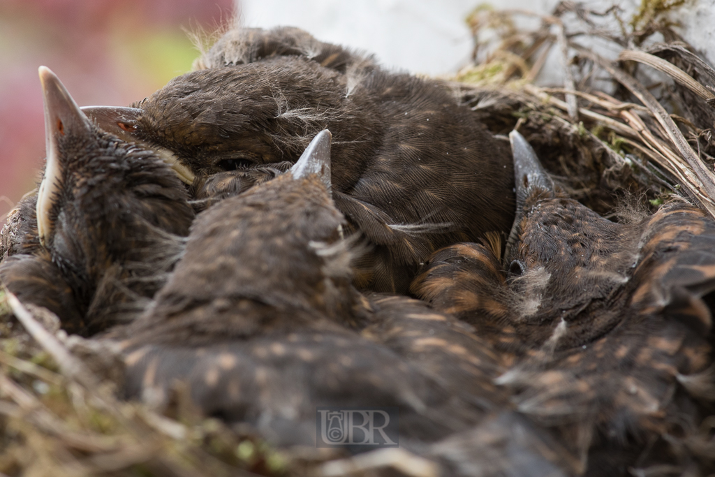 Regelmäßiges Essen - viel Ruhe - 24h Rundumbetreung - so wird bald das Nest zu eng