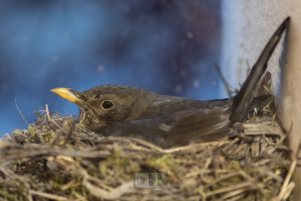 Geduldig - scheinbar nicht furchtsam verbringt das Weibchen viele Stunden auf dem Nest