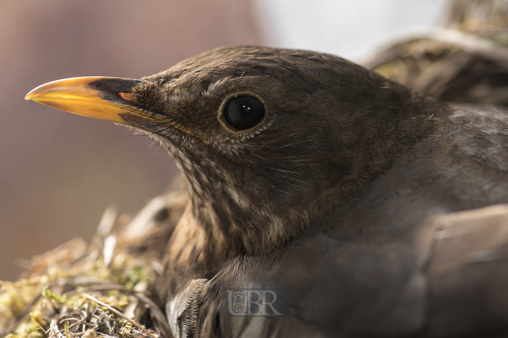 Geduldig - scheinbar nicht furchtsam verbringt das Weibchen viele Stunden auf dem Nest