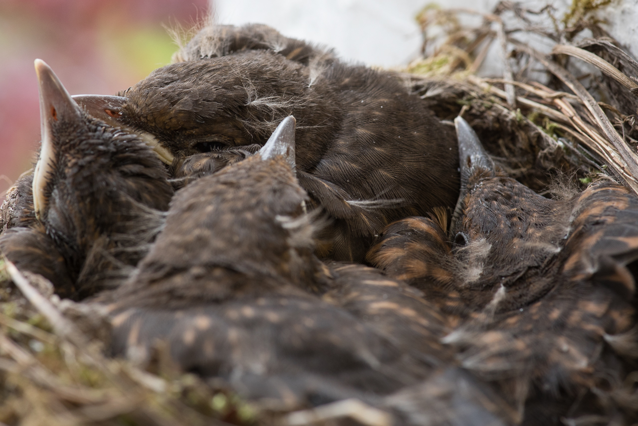 Regelmäßiges Essen - viel Ruhe - 24h Rundumbetreung - so wird bald das Nest zu eng