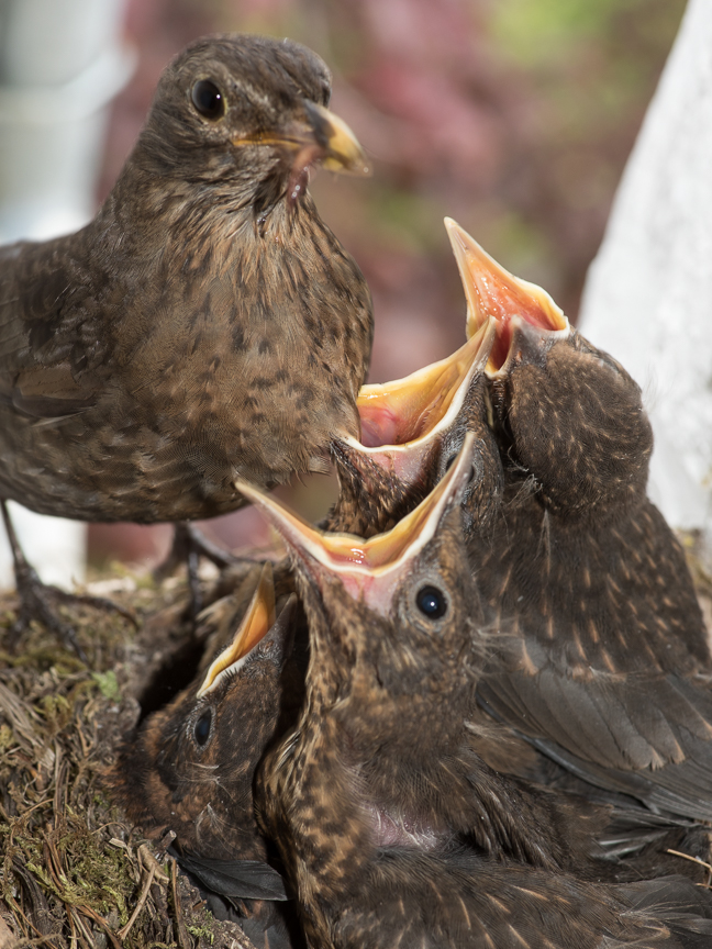 . . . recken sich alle Köpfe so hoch und weit aus dem Nest wie möglich