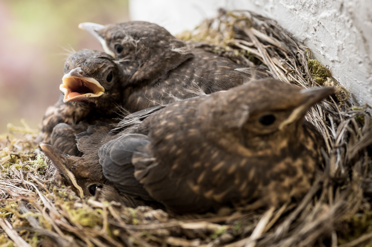 Regelmäßiges Essen - viel Ruhe - 24h Rundumbetreung - so wird bald das Nest zu eng