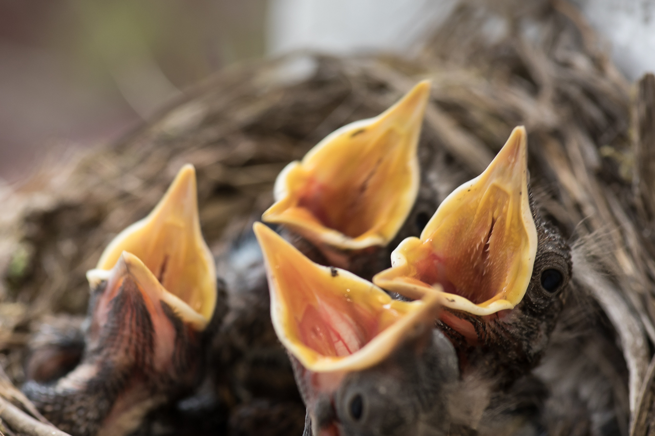 4 hungrige Mäuler wollen gestopft werden - das 5. Ei liegt immer noch im Nest