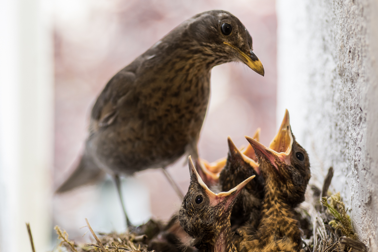 Das Weibchen übernimmt den Großteil der Fütterungsarbeit