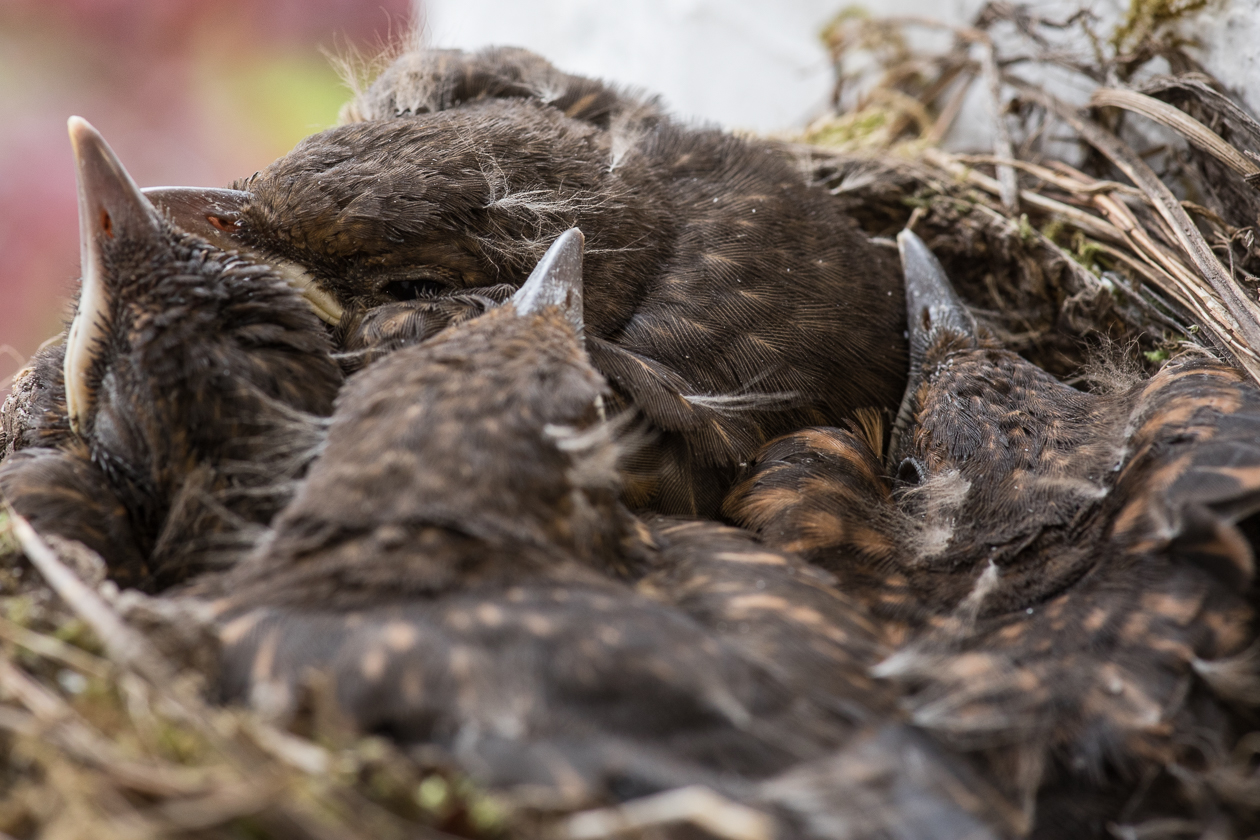 Regelmäßiges Essen - viel Ruhe - 24h Rundumbetreung - so wird bald das Nest zu eng