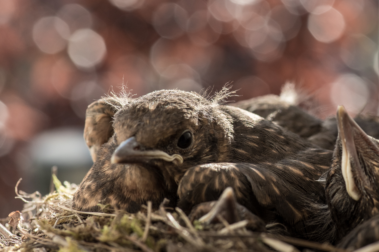 Regelmäßiges Essen - viel Ruhe - 24h Rundumbetreung - so wird bald das Nest zu eng