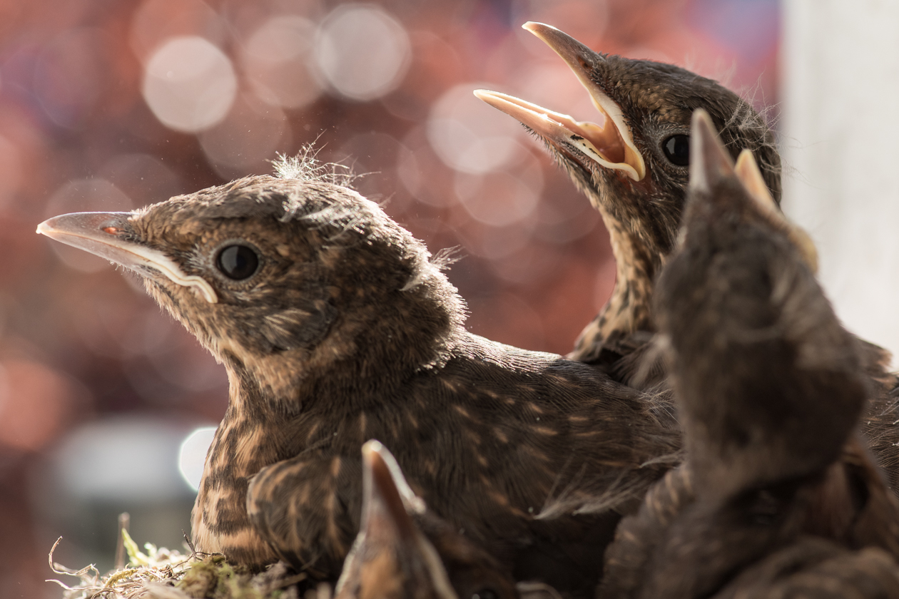 . . . recken sich alle Köpfe so hoch und weit aus dem Nest wie möglich