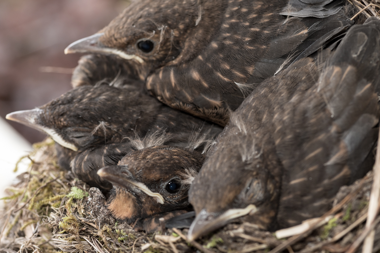 Regelmäßiges Essen - viel Ruhe - 24h Rundumbetreung - so wird bald das Nest zu eng