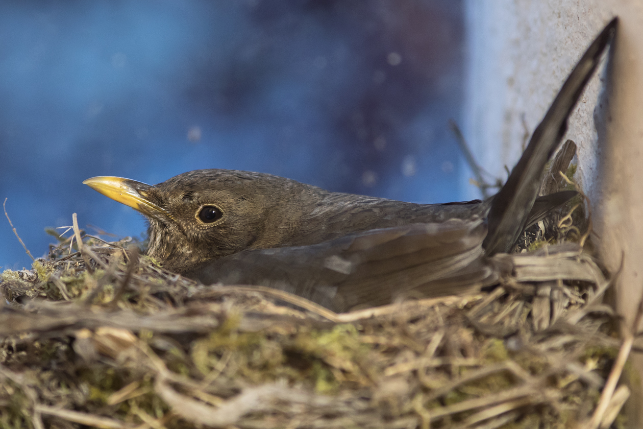 Geduldig - scheinbar nicht furchtsam verbringt das Weibchen viele Stunden auf dem Nest