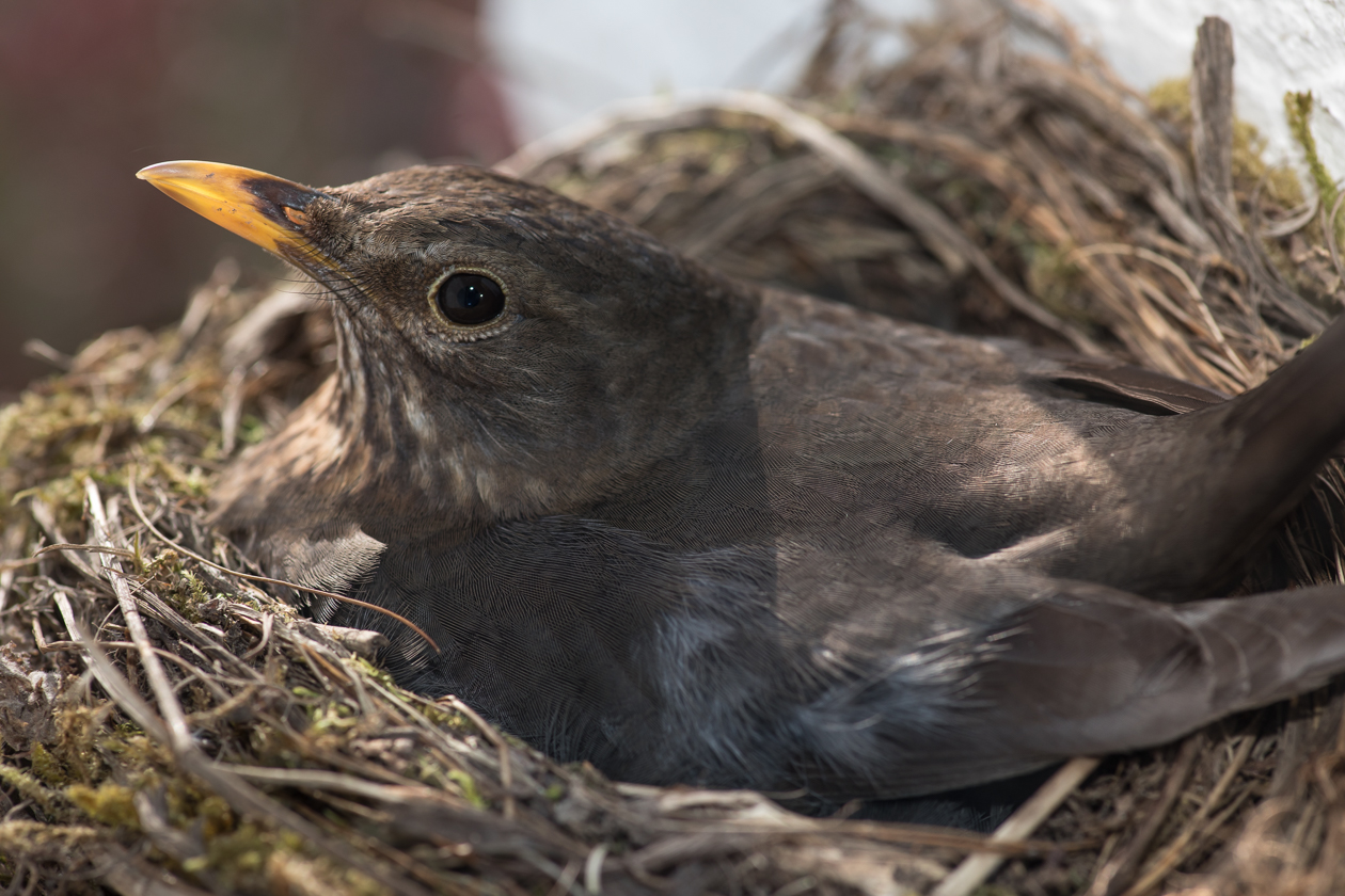 Geduldig - scheinbar nicht furchtsam verbringt das Weibchen viele Stunden auf dem Nest