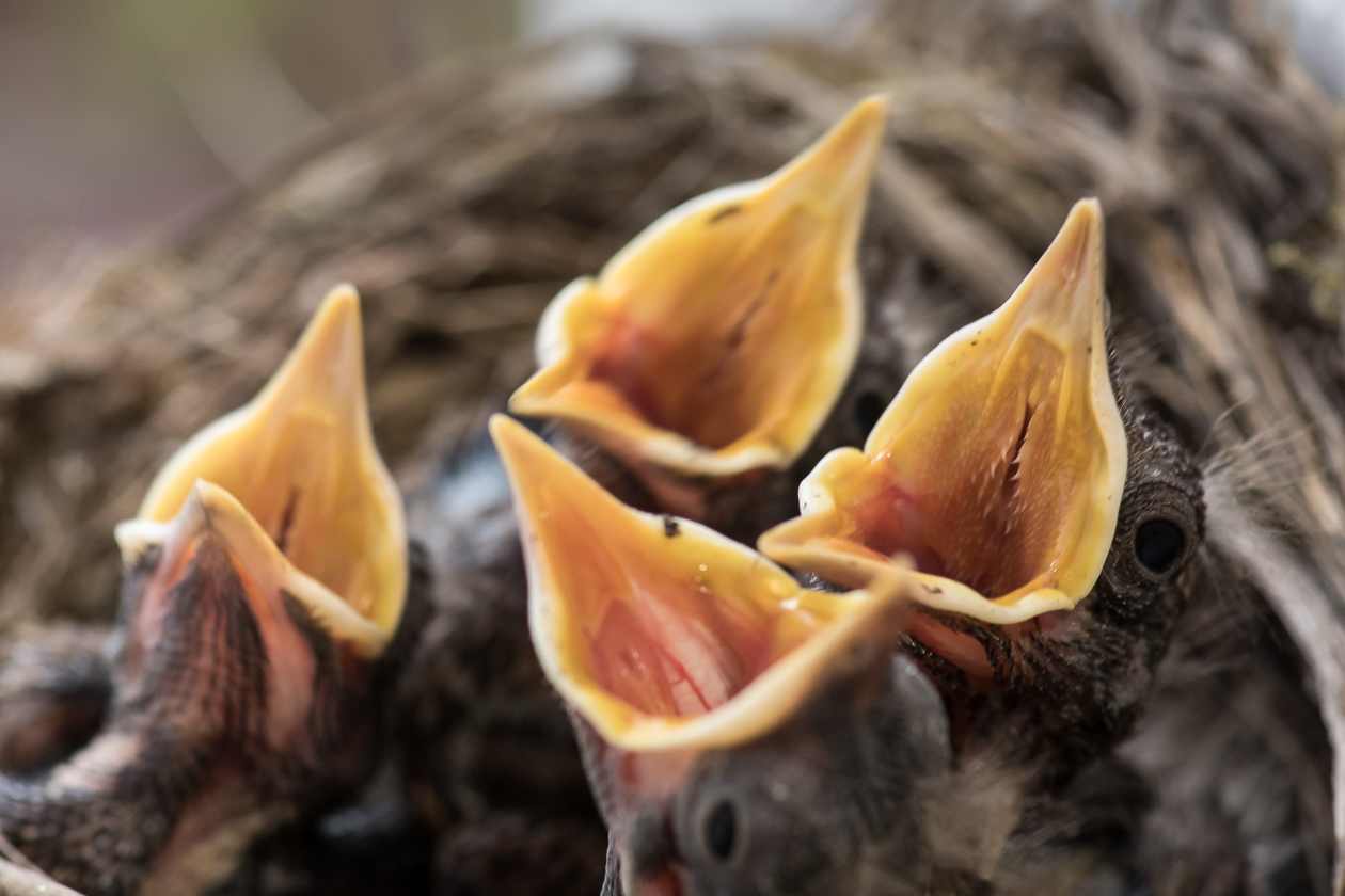 4 hungrige Mäuler wollen gestopft werden - das 5. Ei liegt immer noch im Nest