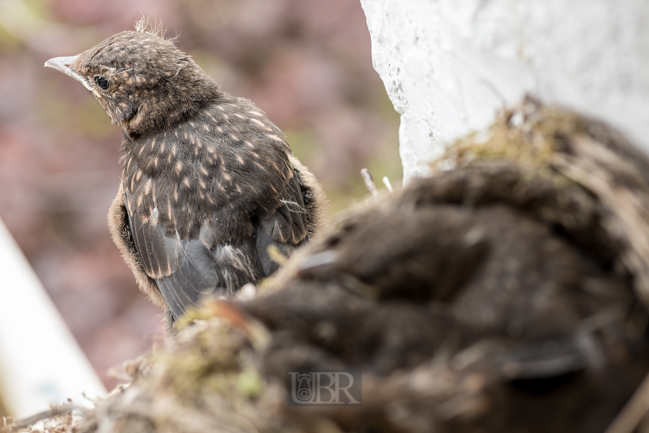 Das erste Junge wagt den Ausstieg - zunächst nur ein paar Schritte aus dem Nest