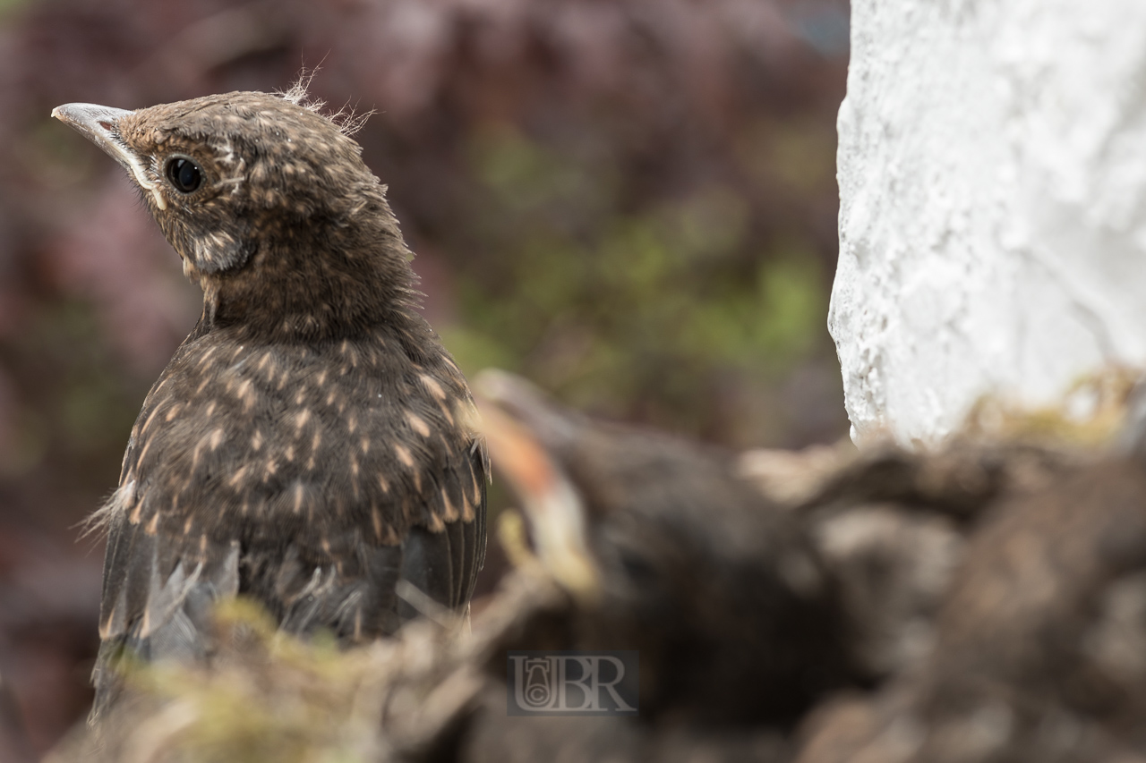 Das erste Junge wagt den Ausstieg - zunächst nur ein paar Schritte aus dem Nest