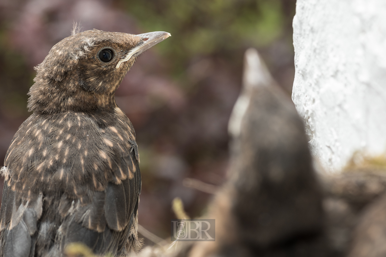 Das erste Junge wagt den Ausstieg - zunächst nur ein paar Schritte aus dem Nest