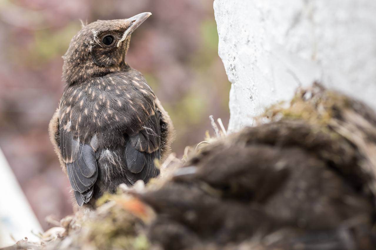 Das erste Junge wagt den Ausstieg - zunächst nur ein paar Schritte aus dem Nest