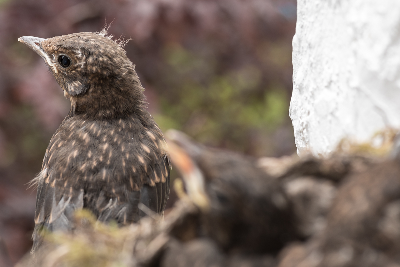 Das erste Junge wagt den Ausstieg - zunächst nur ein paar Schritte aus dem Nest