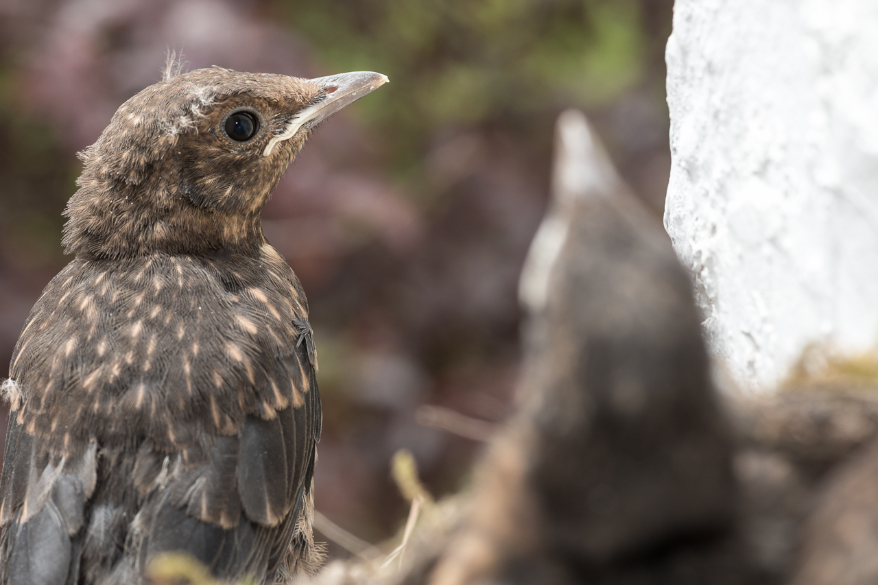 Das erste Junge wagt den Ausstieg - zunächst nur ein paar Schritte aus dem Nest