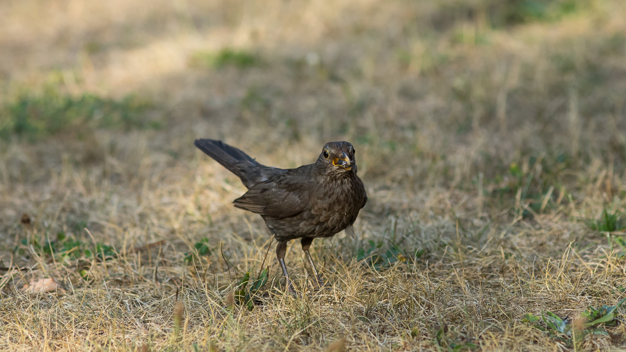 amsel_mama_22_01