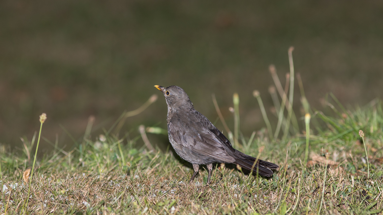 amsel_mama_22_03