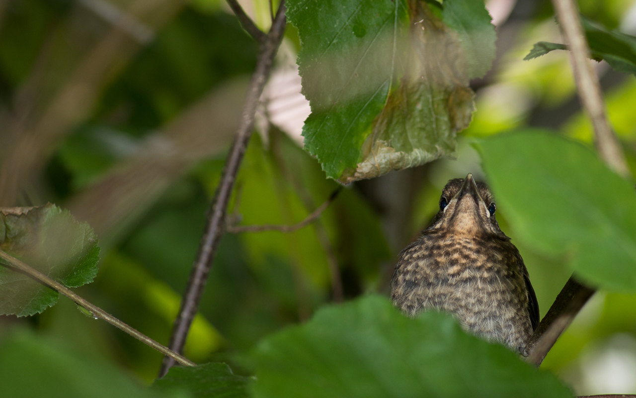 amsel_mama_22_04