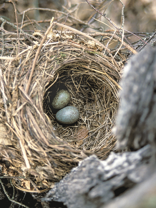 amsel_nest