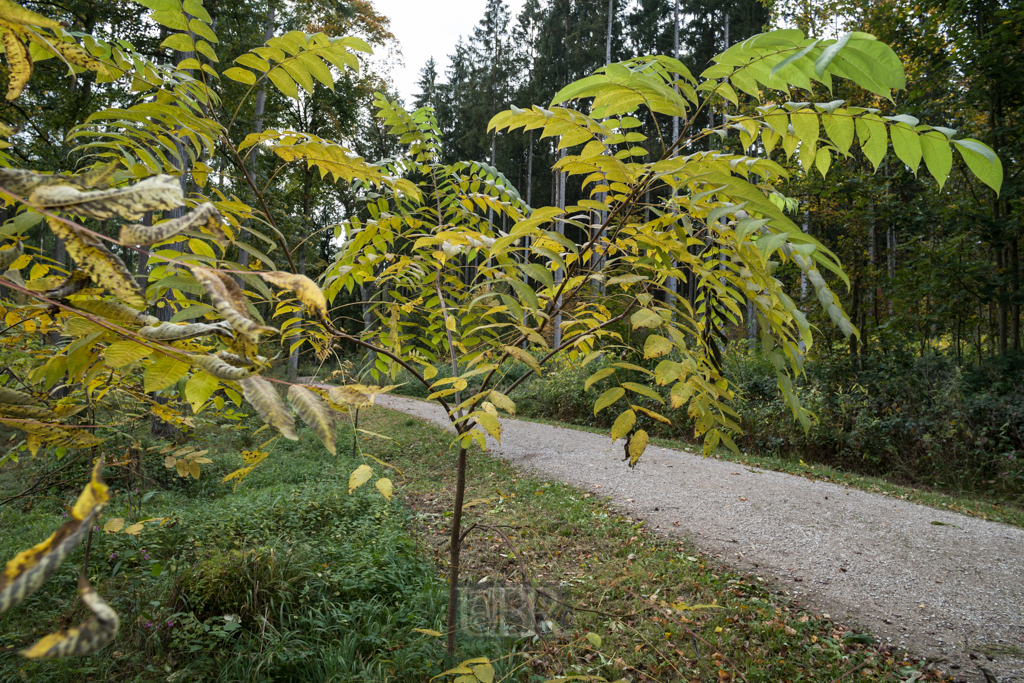 Junge, aufstrebende Wald-'Bewohner'