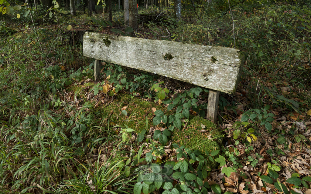 Skulpturen im Weltwald