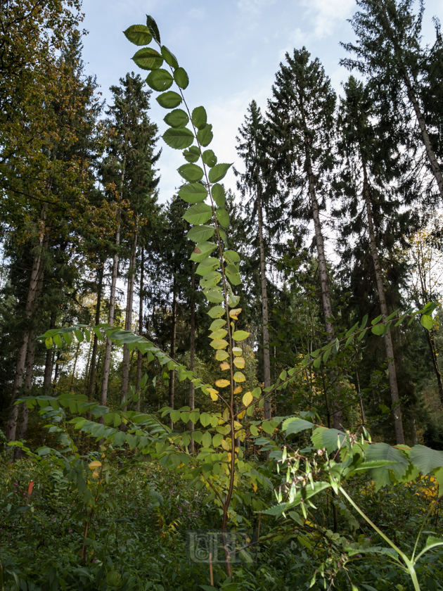 Junge, aufstrebende Wald-'Bewohner'