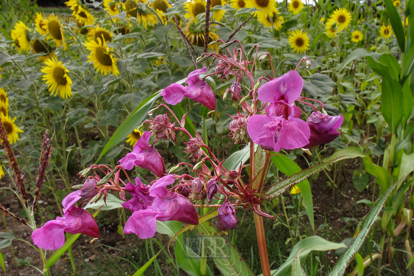 balsamine_im_sonnenblumenfeld