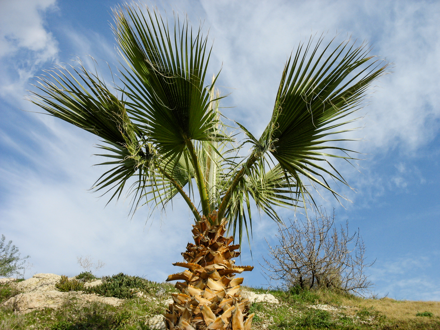 03_palme_02