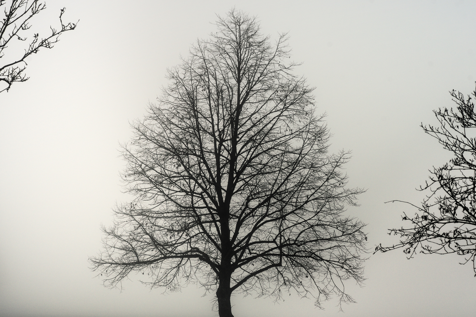 baeume_nebel_silhouette_03